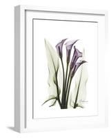 Purple Calla Lily Portrait-Albert Koetsier-Framed Premium Giclee Print