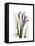 Purple Calla Lily Portrait-Albert Koetsier-Framed Stretched Canvas