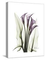 Purple Calla Lily Portrait-Albert Koetsier-Stretched Canvas
