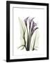 Purple Calla Lily Portrait-Albert Koetsier-Framed Premium Giclee Print