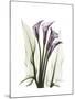 Purple Calla Lily Portrait-Albert Koetsier-Mounted Premium Giclee Print