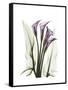 Purple Calla Lily Portrait-Albert Koetsier-Framed Stretched Canvas