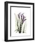 Purple Calla Lily Portrait-Albert Koetsier-Framed Premium Giclee Print