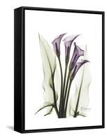 Purple Calla Lily Portrait-Albert Koetsier-Framed Stretched Canvas