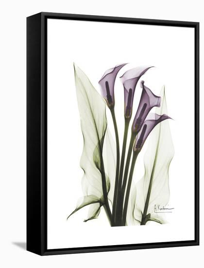 Purple Calla Lily Portrait-Albert Koetsier-Framed Stretched Canvas