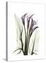 Purple Calla Lily Portrait-Albert Koetsier-Stretched Canvas