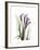 Purple Calla Lily Portrait-Albert Koetsier-Framed Premium Giclee Print