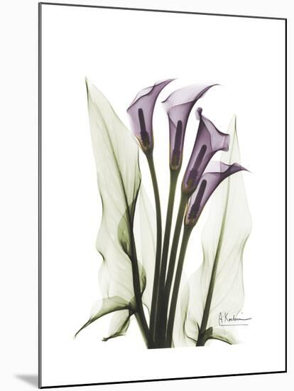 Purple Calla Lily Portrait-Albert Koetsier-Mounted Premium Giclee Print