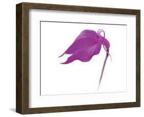 Purple Calla Lily-null-Framed Art Print