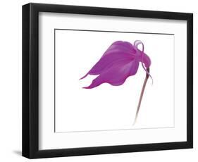 Purple Calla Lily-null-Framed Art Print