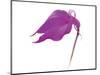 Purple Calla Lily-null-Mounted Art Print