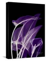 Purple Calla-Albert Koetsier-Stretched Canvas