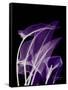 Purple Calla-Albert Koetsier-Framed Stretched Canvas
