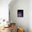 Purple Calla-Albert Koetsier-Premium Giclee Print displayed on a wall