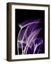 Purple Calla-Albert Koetsier-Framed Premium Giclee Print