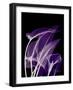 Purple Calla-Albert Koetsier-Framed Premium Giclee Print