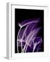 Purple Calla-Albert Koetsier-Framed Premium Giclee Print