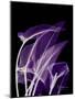 Purple Calla-Albert Koetsier-Mounted Premium Giclee Print