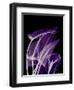 Purple Calla-Albert Koetsier-Framed Art Print