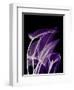 Purple Calla-Albert Koetsier-Framed Art Print