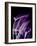 Purple Calla-Albert Koetsier-Framed Art Print