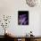 Purple Calla-Albert Koetsier-Art Print displayed on a wall