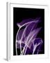 Purple Calla-Albert Koetsier-Framed Art Print