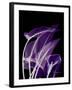 Purple Calla-Albert Koetsier-Framed Art Print