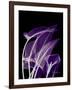 Purple Calla-Albert Koetsier-Framed Art Print