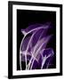 Purple Calla-Albert Koetsier-Framed Art Print