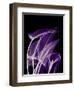 Purple Calla-Albert Koetsier-Framed Premium Giclee Print