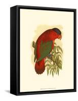 Purple-Capped Lory-null-Framed Stretched Canvas