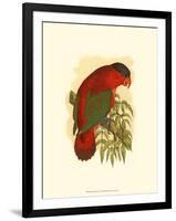 Purple-Capped Lory-null-Framed Art Print