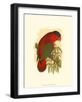 Purple-Capped Lory-null-Framed Art Print