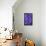 Purple Cineria Blossoms-Darrell Gulin-Framed Stretched Canvas displayed on a wall