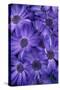 Purple Cineria Blossoms-Darrell Gulin-Stretched Canvas