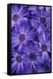 Purple Cineria Blossoms-Darrell Gulin-Framed Stretched Canvas