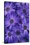 Purple Cineria Blossoms-Darrell Gulin-Stretched Canvas