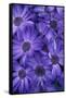 Purple Cineria Blossoms-Darrell Gulin-Framed Stretched Canvas