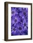 Purple Cineria Blossoms-Darrell Gulin-Framed Photographic Print