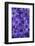 Purple Cineria Blossoms-Darrell Gulin-Framed Photographic Print