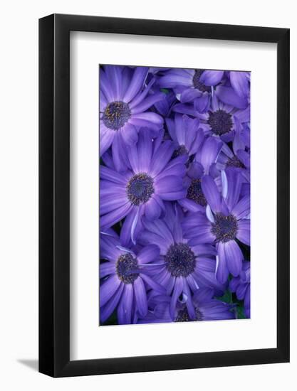 Purple Cineria Blossoms-Darrell Gulin-Framed Photographic Print