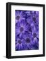 Purple Cineria Blossoms-Darrell Gulin-Framed Photographic Print