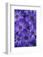 Purple Cineria Blossoms-Darrell Gulin-Framed Photographic Print