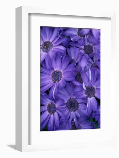 Purple Cineria Blossoms-Darrell Gulin-Framed Photographic Print