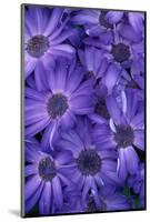 Purple Cineria Blossoms-Darrell Gulin-Mounted Photographic Print