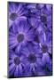 Purple Cineria Blossoms-Darrell Gulin-Mounted Photographic Print