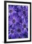 Purple Cineria Blossoms-Darrell Gulin-Framed Photographic Print