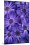 Purple Cineria Blossoms-Darrell Gulin-Mounted Photographic Print