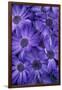 Purple Cineria Blossoms-Darrell Gulin-Framed Photographic Print